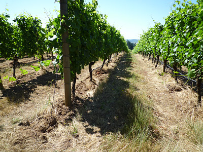 P1000359.jpg