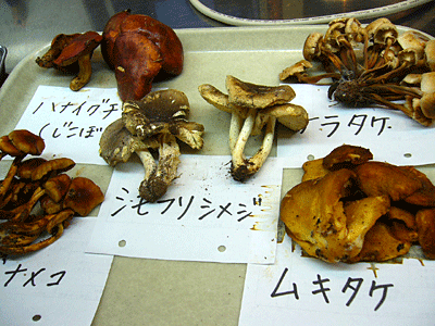 P1020095.gif
