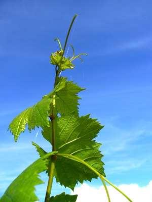 P1100639.jpg